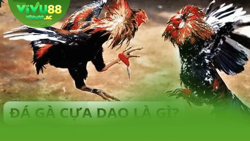 Đá Gà Vivu88 Có Gì Hot? Hé Lộ Chiến Thuật Đặt Cược Hiệu Quả
