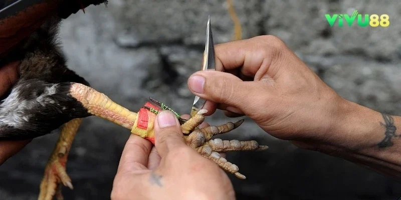 Đá Gà Cựa Sắt Là Gì - Kinh Nghiệm Chọn Đá Gà Cựa Sắt Hay vivu88 Đá Gà Cựa Sắt Là Gì - Kinh Nghiệm Chọn Đá Gà Cựa Sắt Hay vivu88