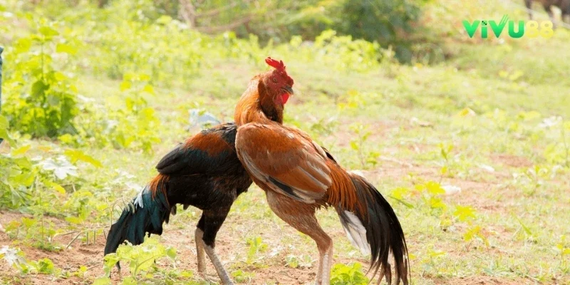 Gà Chuối Là Gì? Đặc Điểm Nhận Dạng Các Loại Gà Chuối Phổ Biến vivu88. Gà Chuối Là Gì? Đặc Điểm Nhận Dạng Các Loại Gà Chuối Phổ Biến vivu88.