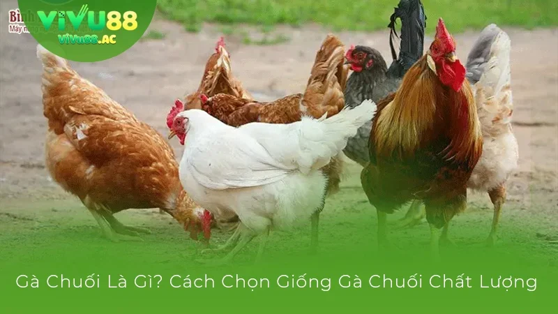 Đá Gà Vivu88 Có Gì Hot? Hé Lộ Chiến Thuật Đặt Cược Hiệu Quả
