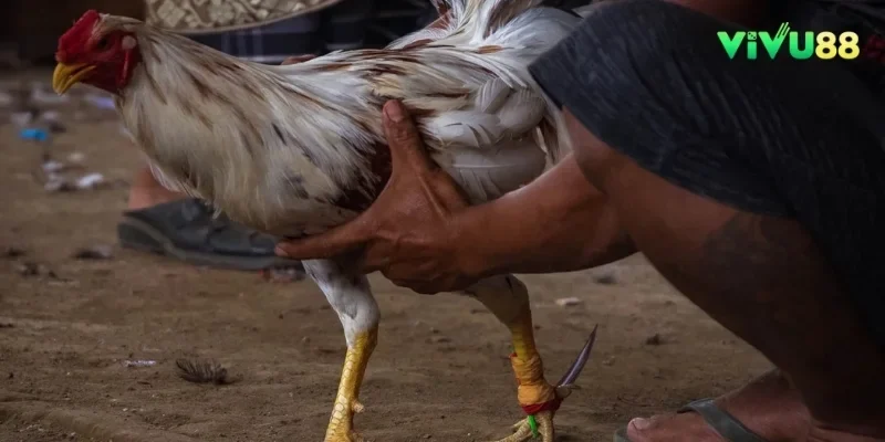Đá Gà Cựa Sắt Là Gì - Kinh Nghiệm Chọn Đá Gà Cựa Sắt Hay vivu88 Đá Gà Cựa Sắt Là Gì - Kinh Nghiệm Chọn Đá Gà Cựa Sắt Hay vivu88
