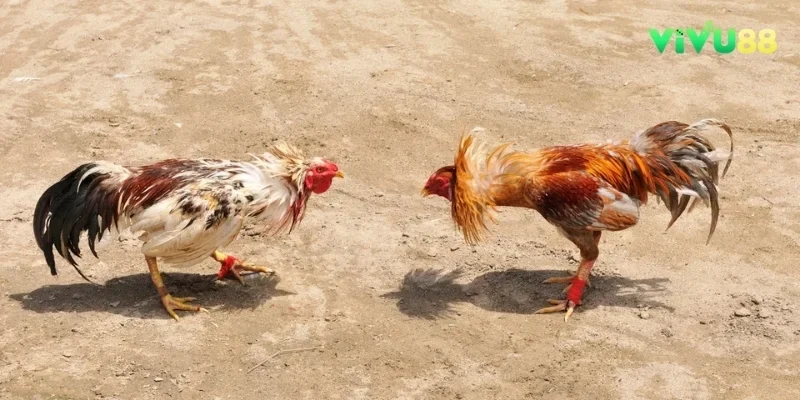 Tổng Hợp 1 Số Quy Tắc Đá Gà Cựa Dao Tân Binh Cần Biết